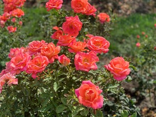 red roses in garden