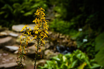 Ligularia sibirica is a yellow flower from the Family Asterales Lind. Taken in Poland.