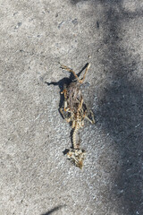 dead skeleton of a chick on the concrete
