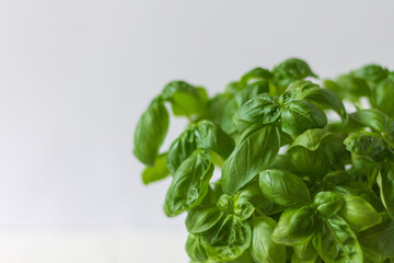 pot of basil on white wooden background