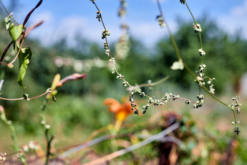 thin decorative vines at their summer cottage in the sun close-up