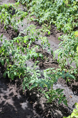 Tomato beds in black earth under the sun