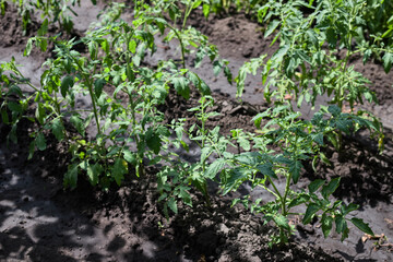 Tomato beds in black earth under the sun