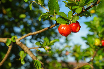Fresh organic Acerola cherry.Thai or Acerola cherries fruit on the tree, high vitamin C and antioxidant fruits