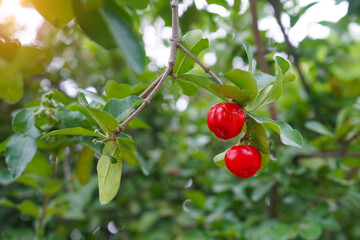 Fresh organic Acerola cherry.Thai or Acerola cherries fruit on the tree, high vitamin C and antioxidant fruits