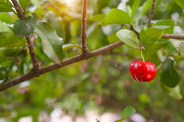 Fresh organic Acerola cherry.Thai or Acerola cherries fruit on the tree, high vitamin C and antioxidant fruits