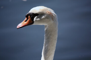Schwan im Aachener Tierpark in Deutschland