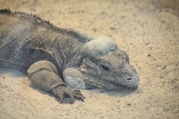 Nashornleguan im Kölner Zoo in Deutschland.