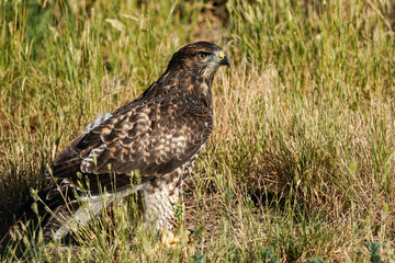 Red-tailed Hawk - ground