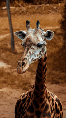 Fototapeta premium Giraffe