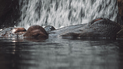 Hippo Head Over Water
