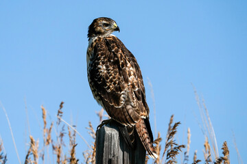 Red-tailed Hawk - fence