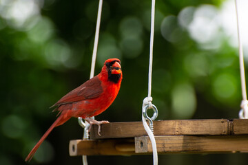 Red cardinal at bird feeder, florida