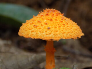mushroom