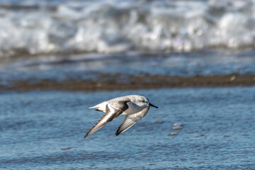 Snowy Plover (Charadrius nivosus) on Nehalem Beach, OR