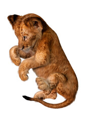 Obraz premium 3D Rendering Lion Cub on White