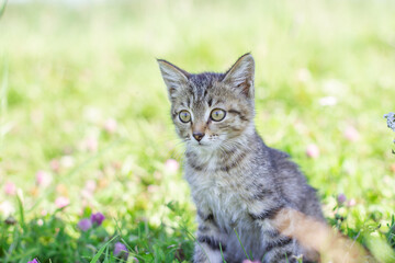 Naklejka na ściany i meble Portrait of a tabby kitten in green grass meadow. Little kitten posing in grass outdoors. Cat playing on the grass