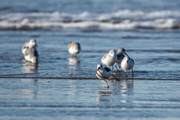 Fototapeta premium Snowy Plover (Charadrius nivosus) on Nehalem Beach, OR