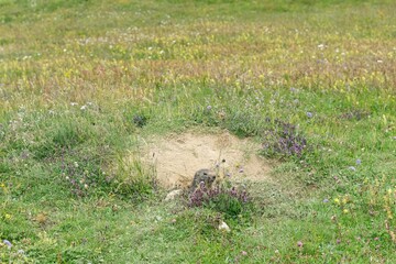 Marmottes