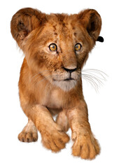 Obraz premium 3D Rendering Lion Cub on White
