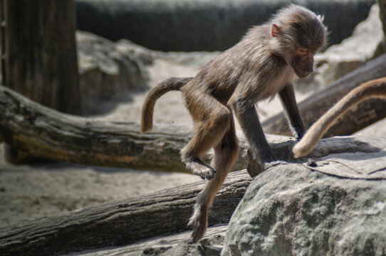 WILD ANIMAL IN ZOOO OF BERLIN