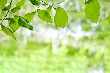 Fototapeta na wymiar Closeup nature view a branch with green leaves of a tree on a blurred background in the forest, landscape with green plants. Spring or summer natural backgrounds, ecology, enviroments. Copy space.