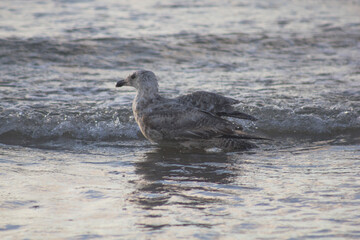 black headed gull