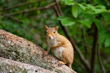 Squirrel in tree, Florida