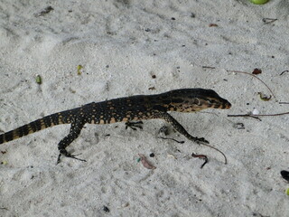 lizard on sand