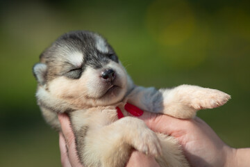 Fototapeta premium Woman holds black, white and orange colored Siberian Husky puppy in her hands. Young dog isolated with green background.