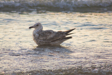seagull on the beach
