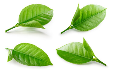 Citrus leaves on white. Orange, lemon, lime, tangerine leaf isolated. Orange leaf. Lemon leaf....