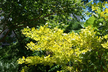 Closed up yellow leaves colorful on tree in natural park and daylight background
