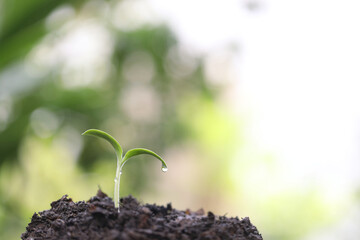Small growing sprout with water drop