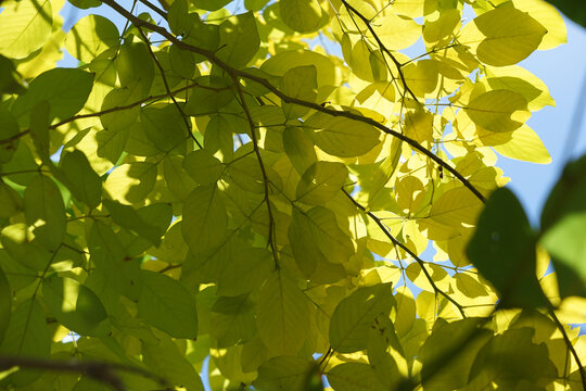 Closed up yellow leaves colorful on tree in natural park and daylight in spring time season