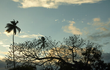 Obraz premium Sky landscape with tree and clouds.