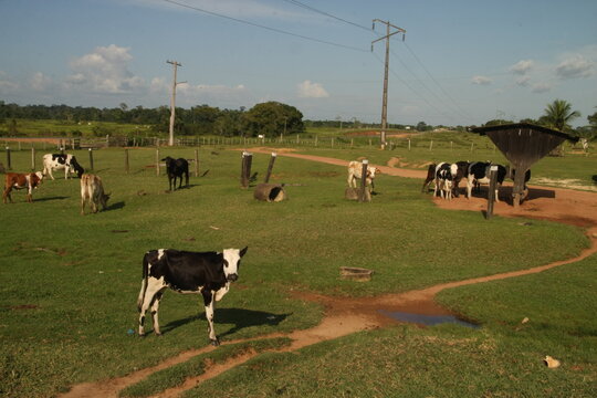 Bovinocultura no estado de Roraima, Amaz&ocirc;nia, Brasil
