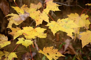 yellow maple leaves