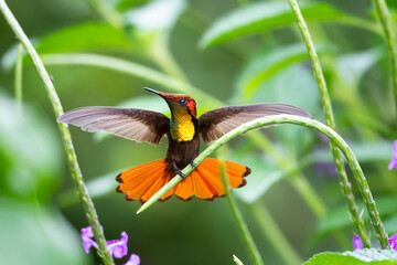A Ruby Topaz hummingbird perching on a Vervain plant with his tail and wings flared.