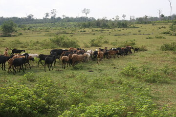 Bovinocultura no estado de Roraima, Amazônia, Brasil