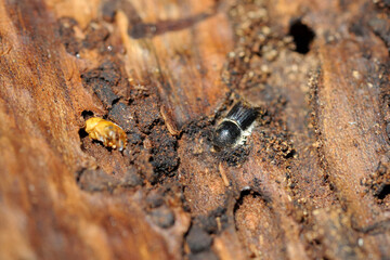 (toter) Borkenkäfer