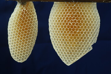 alvéoles abeilles