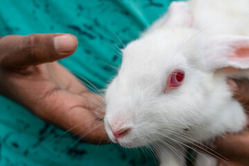 man loves his pet, rabbit on human hands