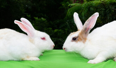 two rabbits face to face ready for love making, one rabbit's eyes are red and other's eyes are black, male and female rabbit, female rabbit is white in colour and the male is brown spotted