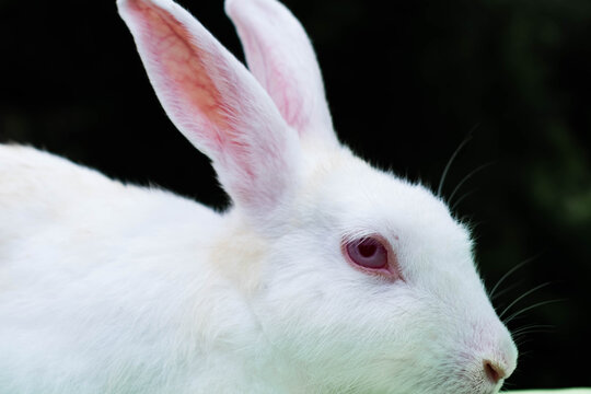 close up image of  red eyed rabbit wit black background