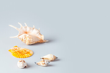 Summer composition. Seashells on a blue background. Copy space.
