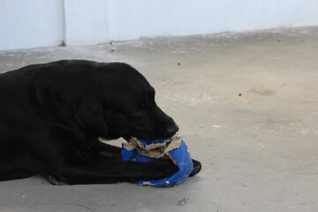 black labrador retriever dog cachorro