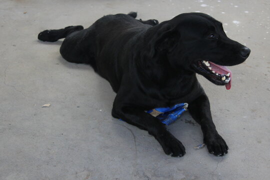 black labrador retriever dog cachorro