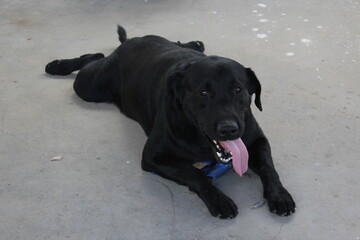 black labrador retriever dog cachorro