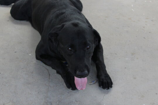 black labrador retriever dog cachorro